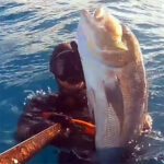 Video Pesca Sub: un Grosso Dentice, in Caduta, nel Bassofondo (6,5 kg)
