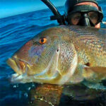 Video Pesca Sub: un Grosso Dentice in Bassofondo (9,6 kg)