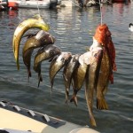 Come hanno pescato i migliori all’Assoluto 2011