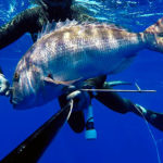 Video Pesca Sub con gli Agonisti: Dario Maccioni e il Mega Dentice in Tana (9 kg)