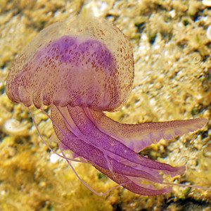 Pelagia noctiluca