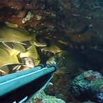 [Video] Pescasub Orata_Sarago_Cernia: 3 Tecniche per 3 Pesci  – ISTANTI dal BLU ep.19
