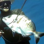 Video Pescasub all’agguato: Saraghi Oversize – ISTANTI dal BLU ep.17