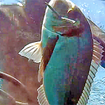 Video Pescasub Orata: una Tana d’Oro – ISTANTI dal BLU ep.2