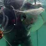 Video pescasub: Grossa Orata all’Agguato (5 kg)