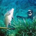 Limiti di cattura del pescatore subacqueo