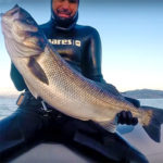 Video Pesca Sub: una Grossa Spigola tra i Saraghi