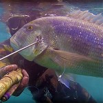 Video Pescasub Dentice: un Mostro di 8 kg Sbucato dal Nulla