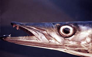 barracuda