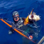 Video Pesca Sub: una Coppiola di Cernia Bianca e Bruna (10 + 3 kg)