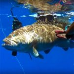 Video Pesca Sub: una Grossa Cernia Bianca in Caduta (12 kg)