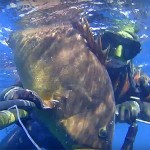 Video Pescasub: la Coppia di Grosse Cernie in Caduta
