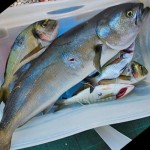 Pesca Ricreativa e Limite dei 5kg: la Nuova Normativa Complica le Cose!