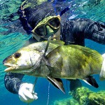 AMP di Capraia, sarebbe la prima a reintrodurre la Pescasub