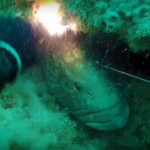 Video Pesca Sub: la Grossa Cernia Fulminata nell’Abisso (29 kg)