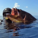 Video Pescasub: la Grossa Cernia e il Tiro Perfetto