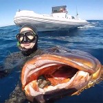 Video Pescasub: la Grossa Cernia e la fuga prevedibile