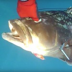 Video Pescasub: la Grossa Cernia si affaccia nel momento Sbagliato