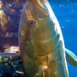 Video Pesca Sub: una Coppia di Grosse Ricciole all’Aspetto