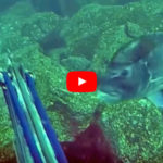 Video Pesca Sub: il Grosso Dentice Corazziere all’Aspetto (9,8 kg)