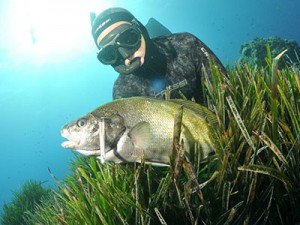 Divieto pesca sub corvina in Francia