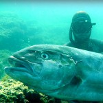Video Pescasub: la Grossa Ricciola appare mentre il Sub pesca in tana (32 kg)