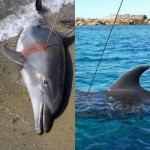 Delfini “sparati” con fucile sub, ma i Pescasub non c’entrano.