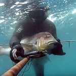 Video Pescasub: il Denticione Sorpreso all’Agguato (10 kg)