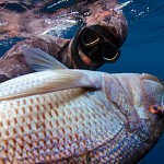 La pesca ricreativa secondo PD e FIPO: Gratis ma non per i Pescasub!