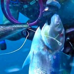 Video Pescasub: il Grosso Dentice sorpreso in Caduta (8,7 kg)