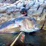 Video Pesca Sub: il Rapido Agguato all’Enorme Dentice (12 kg)