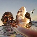 Video Pescasub: In Caduta sul Dentice con il Pigiama, sopra le Alghe Morte