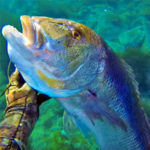 Video Pesca Sub: il Grosso Dentice Addormentato nella Posidonia (10 kg)