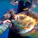 Video Pescasub: il Grosso Dentice all’Agguato in Bassofondo