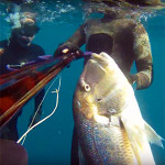 Video Pescasub: il Grosso Dentice all’Aspetto (10 kg)