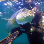 Video Pescasub: il Grosso Dentice in 2 metri d’Acqua (7,3 kg)
