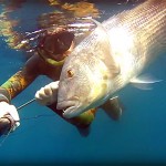 Video Pescasub: il Grosso Dentice e il Tiro di Muso (8,5 kg)