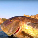 Video Pesca Sub: Grosso Dentice dalla Superficie (9 kg)