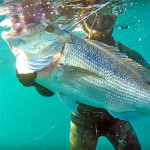 Video Pescasub: il Mega Dentice in Caduta e un Tiro Fortunatissimo (11 kg)