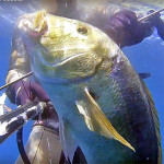 Video Pescasub: il Grosso Dentice in Caduta (7 kg)