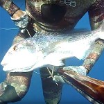 Video Pescasub: il Grosso Dentice col Pigiama e la Murena “da caccia”