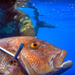 Video Pesca Sub: un Grosso Dentice Molto (Troppo!) Curioso