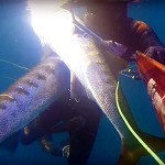 Video Pescasub: la Coppiola di Grossi Barracuda all’Aspetto