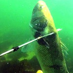 Video Pescasub: a Caccia di Grosse Spigole con il Fiocinone alla Francese