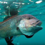 Video Pescasub: il Veloce Attacco del Grosso Dentice Corazziere (10,3 kg)