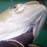 Video Pescasub: La Grande Leccia Fantasma nel Torbido