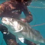 Video Pescaub: la Grotta delle Grosse Spigole (7,5 kg)