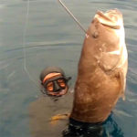 Video Pesca Sub: il Lastrone della Grande Cernia Bianca (16,8 kg)
