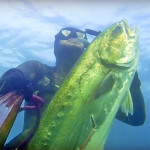 Video Pescasub: una Grossa Leccia nell’Acqua Velata (24 kg)