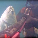 Video Pescasub: la Bella Leccia in Poca Acqua